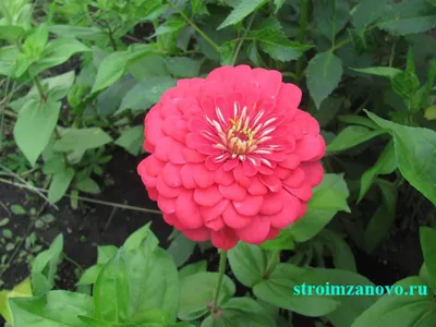 Рижский стиль | Летние цветы в саду