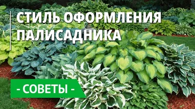 Клематисы Цветы В Саду — стоковые фотографии и другие картинки Клематис -  Клематис, Без людей, Ботаника - iStock