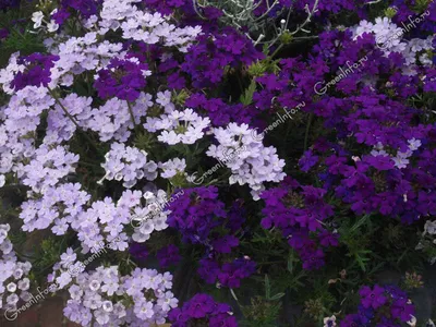 Вербена (Verbena) ампельная в ассортименте в кашпо — Рассада цветов и  овощей.