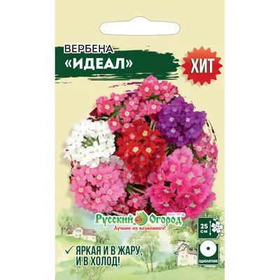 S2403 Вербена жесткая Santos PURPLE 10 шт. - купить в Москве в  интернет-магазине