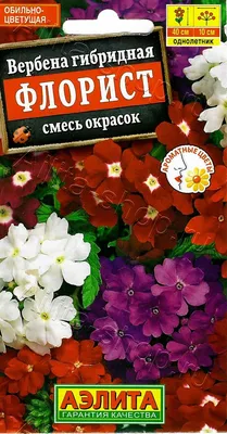 Рассада «Вербена», 20x6 см по цене 255 ₽/шт. купить в Пензе в  интернет-магазине Леруа Мерлен