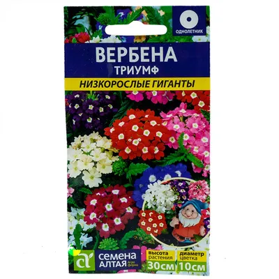 Вербена Аметист, семена цветов, Legutko, Польша