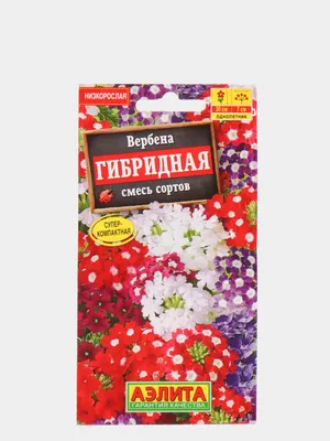 Вербена на клумбе: посадка, уход и размножение | Красные цветы, Цветочные  контейнеры, Небольшие цветники
