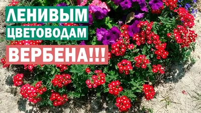 Вербена — яркое цветение до самых заморозков | Ваше хозяйство | Дзен