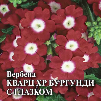 Вербены Русский огород 702262 - купить по выгодным ценам в  интернет-магазине OZON (354681163)