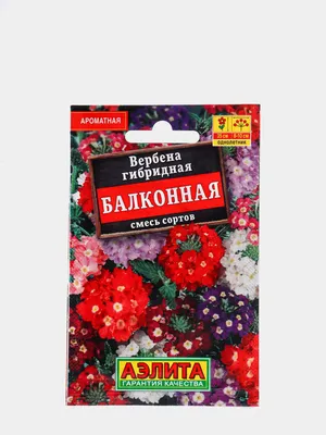 Цветы Вербена Патагонская - Бесплатное фото на Pixabay - Pixabay
