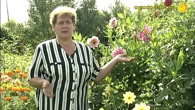 Георгина Unwinn Mixed (Анвин микс) — Рассада цветов и овощей.