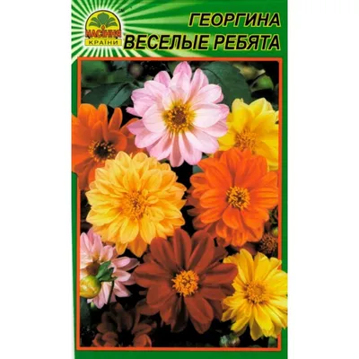 Семена цветов Георгина \"Веселые ребята\" купить по цене 49 ₽ в  интернет-магазине KazanExpress