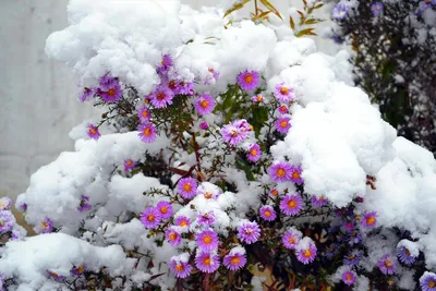 Зимние букеты - какие цветы дарить зимой? | Flowwow