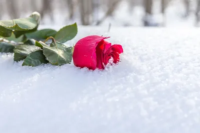 Картинка Розы зимние Красный Снег Цветы Зима | Розы, Цветы, Цветок