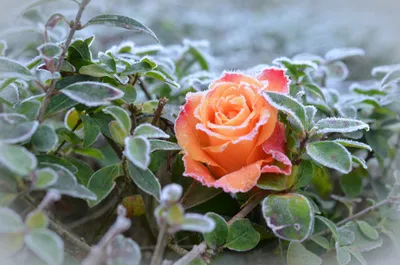 Цветы зимой | Эстетика | Красивое амино Amino