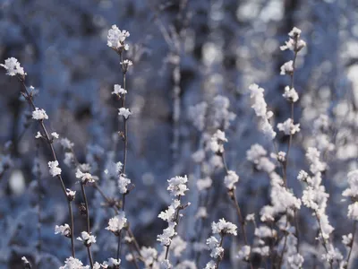 Как удивить девушку букетом редких полевых цветов зимой | Flowwow