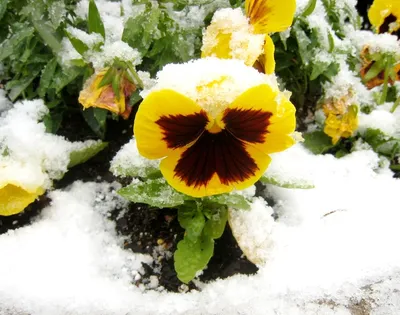 Букет цветов на снегу зимой Stock-Foto | Adobe Stock
