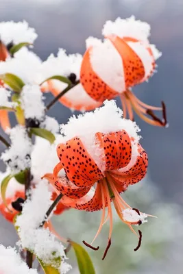 Цветы в коробке Зима в Японии | доставка по Москве и области
