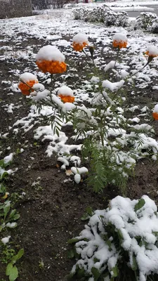 цветы на ветке со снегом, Канвондо, ива, зима фон картинки и Фото для  бесплатной загрузки