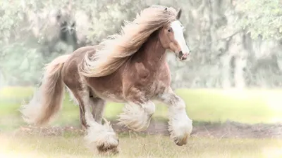 Лошадь породы цыганская упряжная | Самые красивые животные в мире. | Дзен