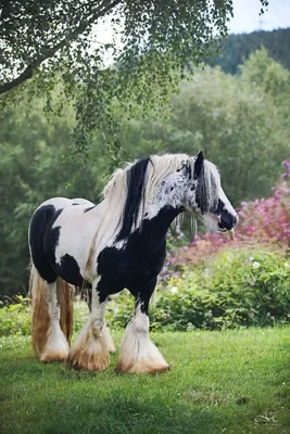 Цыганская лошадь - 76 фото