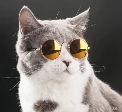 Самые смешные коты интернета | топ-10 | Академия кошек | Дзен