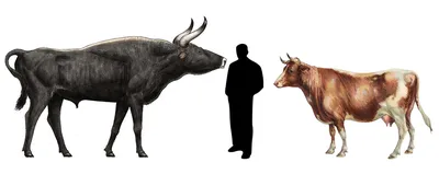 Прародитель современного рогатого скота - Тур | Дарвиновский музей | Дзен