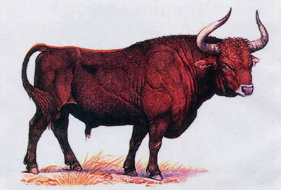 Primigenius быка тура животное Стоковое Фото - изображение насчитывающей  рожочок, громоздкого: 87387478