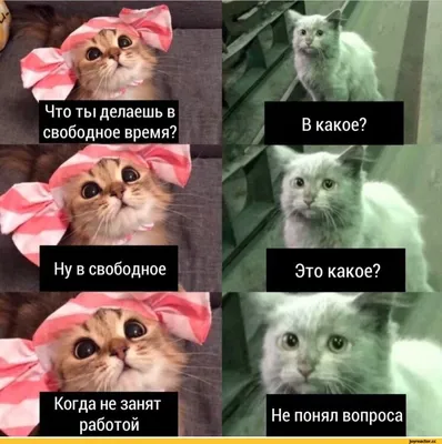 Пин от пользователя Olesya Shipilova на доске Смешное | Веселые мемы,  Смешные мемы, Смешные детские картинки