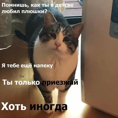 Тест: какой ты мемный кот?