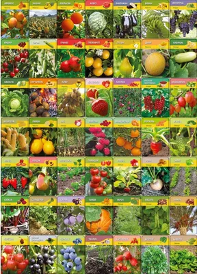 Учим овощи и фрукты для Детей – смотреть онлайн все 2 видео от Учим овощи и  фрукты для Детей в хорошем качестве на RUTUBE