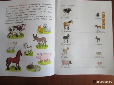 Dine Trin Набор развивающие карточки Дикие животные России. Интересные  факты, задания для детей учим животных