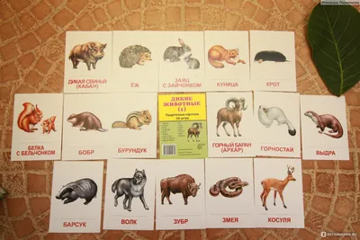 Компьютерная программа Карточки с животными для малышей - учим животных  GoKids! - «Развивающая и обучающая игра для маленьких детей! ?? Подробное  описание игры внутри отзыва! ;) » | отзывы