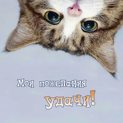 Удачи Картинки