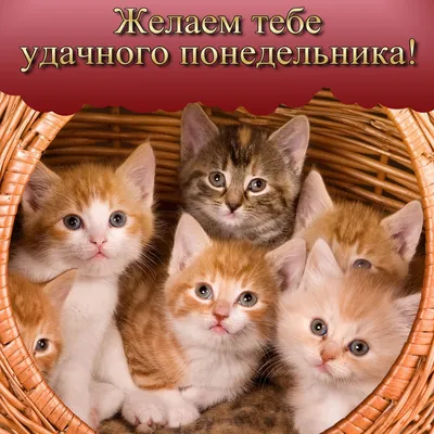 Удачного понедельника!!! Доброго утра!: vitaminka2012k — LiveJournal