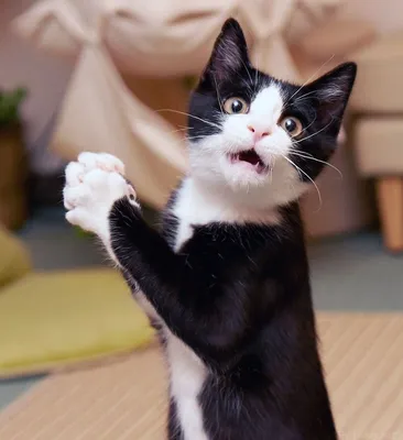 картинки удивление смешные: 12 тыс изображений найдено в Яндекс.Картинках |  Смешные фото кошек, Смешное видео о кошках, Глупые кошки