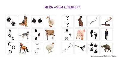 Настольная игра \"Угадай животное\" — Каталог — Toyskingdom.ru - магазин  игрушек