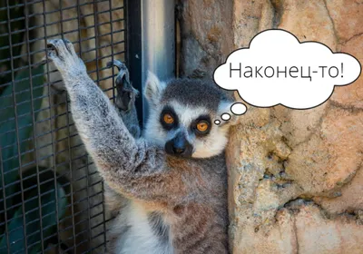 Comedy Wildlife Photography Awards: опубликованы самые смешные фото диких  животных | НашКиїв.UA