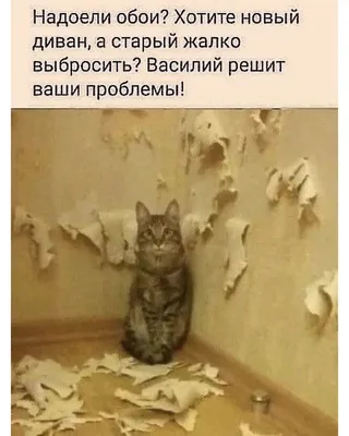 Самые смешные снимки домашних животных