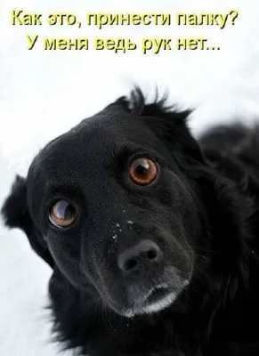 Смешные картинки про собак с надписью (50 фото) | Собачники | Дзен
