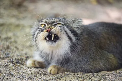 Вечно угрюмый и «сердитый» кот стал новой знаменитостью в сети | Четыре  лапы | Дзен