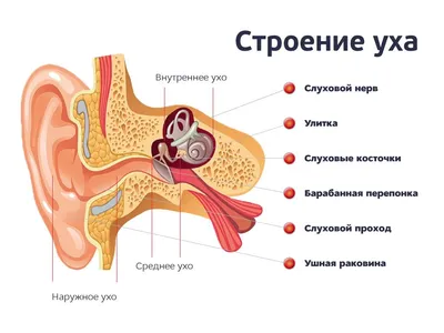 Человеческое ухо развилось из рыбьих жабр