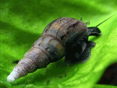 Улитка мелания обыкновенная (Melanoides tuberculata) | Aquarium-Style