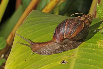Snails. Улитка. PNG. в 2023 г | Улитка
