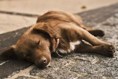 Умерла самая старая собака в мире — мастиф Боби. Сколько ему было лет | РБК  Life