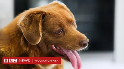 В Омске после пожара вслед за хозяином умерла собака | ОБЩЕСТВО | АиФ Омск