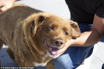 Умерла первая в мире собака с протезами вместо лап, сделанными в  Новосибирске - KP.RU