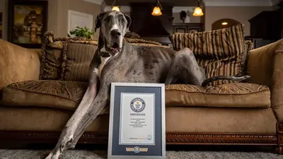 На 32 году жизни умерла самая старая собака в мире по прозвищу Бобби — Сайт  телеканалу Відкритий