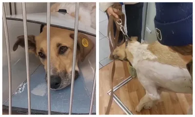 Вся Корея - Мужчина ранил ветеринара после смерти собаки. Во вторник в  17:30 в одной из ветлечебниц в Сеуле во время операции по стерилизации умерла  собака. Её 50-летний хозяин, узнав об этом,