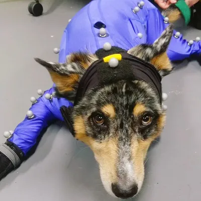 Умерла самая уродливая собака в мире | ru.15min.lt