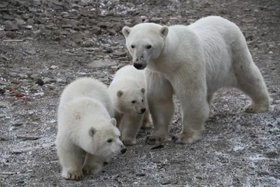 Как Умка нашёл свою семью: реальная история белого медвежонка - Статьи и  репортажи РГО