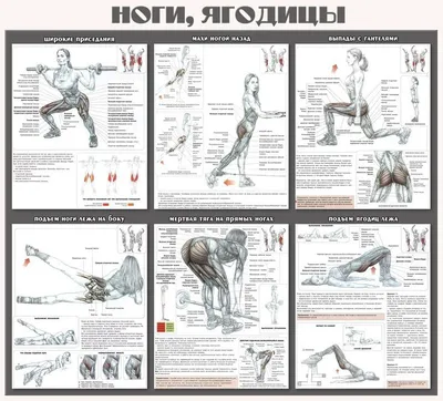Картинки по запросу упражнения для ягодиц | Strength training anatomy,  Strength training, Sports training workouts