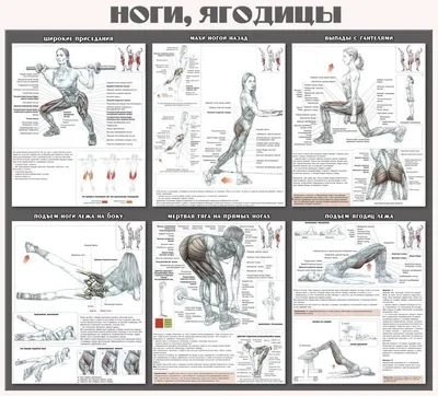 Упражнения Для Ягодиц В Картинках фотографии