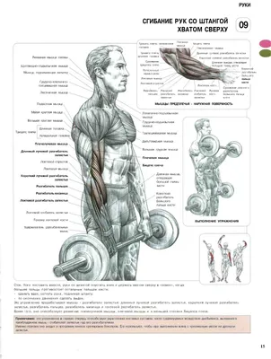 Упражнения с гантелями на мышцы рук: бицепсы. Использованы фотографии из  книги Ф. Делавье \"Анатомия силовых упражнений\".